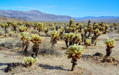 Teddy bear cholla (Cylindropuntia bigelovii). Cholla Cactus Garden at Joshua Tree National Park