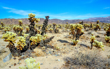 Teddy bear cholla (Cylindropuntia bigelovii). Cholla Cactus Garden at Joshua Tree National Park