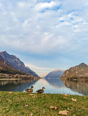 Fototapeta na wymiar ducks in the alps.group of beautiful wild ducks walks near a lake in the Alps.Ducks on an alpine lake.flock of birds. Love for animals.Conservation of animals and birds.environmental protection.water
