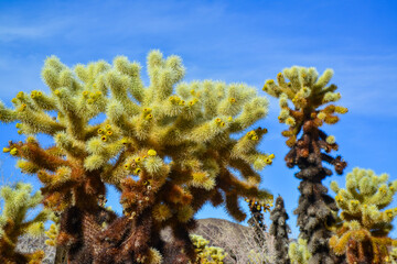 Teddy bear cholla (Cylindropuntia bigelovii). Cholla Cactus Garden at Joshua Tree National Park