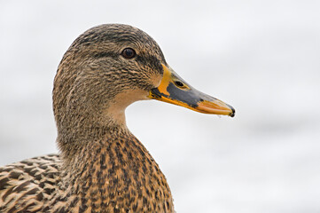 Anas Platyrhynchos, wild duck female head portrait. Copy space. Isolated on white. Anatidaephobia concept.