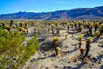 Teddy bear cholla (Cylindropuntia bigelovii). Cholla Cactus Garden at Joshua Tree National Park