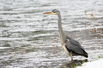 Ardea cinerea aka grey heron. Majestic fish eating bird in his habitat. Standing in river Becva in Roznov pod Radhostem. Czech republic nature in winter.