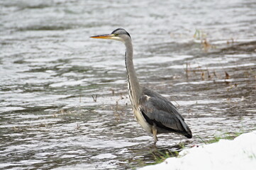 Ardea cinerea aka grey heron. Majestic fish eating bird in his habitat. Standing in river Becva in Roznov pod Radhostem. Czech republic nature in winter.	