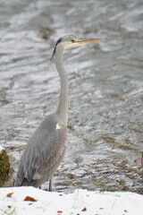 Ardea cinerea aka grey heron. Majestic fish eating bird in his habitat. Standing in river Becva in Roznov pod Radhostem. Czech republic nature in winter.	