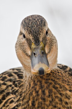 Anas Platyrhynchos, wild duck female close-up portrait with eye contact. Funny animal photo. I am watching you. Anatidaefobia concept.
