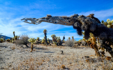 Dry stem Teddy bear cholla (Cylindropuntia bigelovii), Cholla Cactus Garden at Joshua Tree National Park