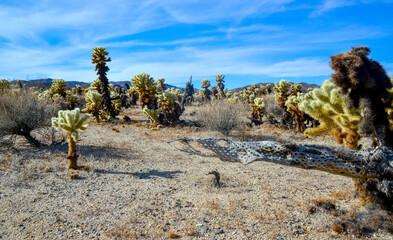 Teddy bear cholla (Cylindropuntia bigelovii). Cholla Cactus Garden at Joshua Tree National Park....