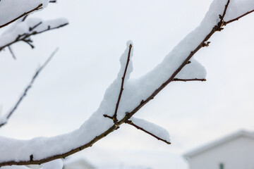 Close-up view of a snow-covered cherry tree branch on a frosty winter day. 