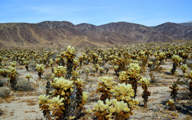 Teddy bear cholla (Cylindropuntia bigelovii). Cholla Cactus Garden at Joshua Tree National Park....