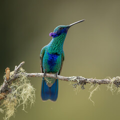 A Sparkling Violetear hummingbird perched on a branch and sitting isolated against a green background