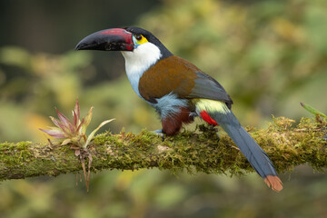 Black-billed Mountain-Toucan  perched on a branch