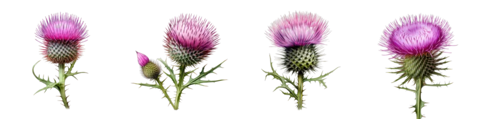 Foto op Plexiglas Thistle Hyperrealistic Highly Detailed Isolated On Transparent Background Png File © Wander Taste