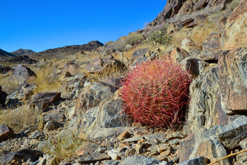 Desert mountain landscape with cacti. Desert barrel cactus Ferocactus cylindraceus, Joshua Tree...