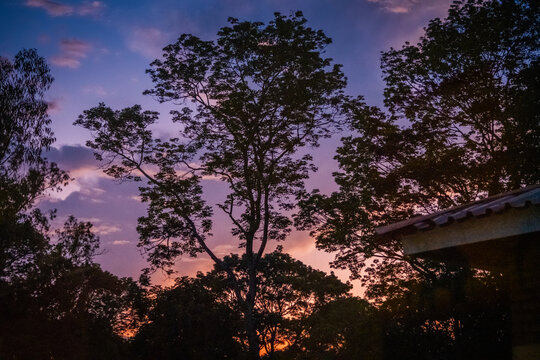 Trees at sunset in Zomba, Malawi