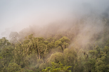 Misty slopes of Karisimbi volcano, Rwanda
