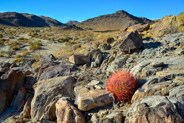 Desert mountain landscape with cacti. Desert barrel cactus Ferocactus cylindraceus, Joshua Tree...