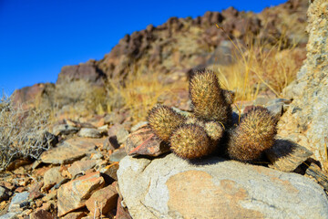 Cushion foxtail cactus (Escobaria alversonii, Coryphantha alversonii), Cacti in the California desert. USA California