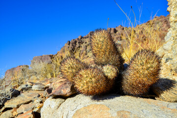 Cushion foxtail cactus (Escobaria alversonii, Coryphantha alversonii), Cacti in the California...