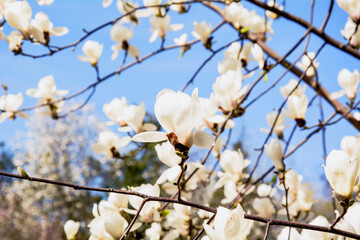 Beautiful blooming magnolia garden in the park