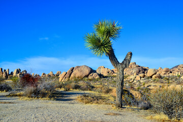 Landscape of stone desert in California, Joshua Tree - a giant yucca in Joshua Tree National Park