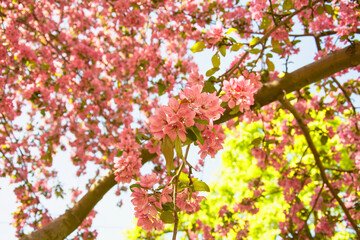 Beautiful blooming Sakura garden in the park
