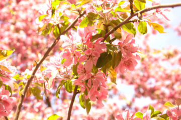 Beautiful blooming Sakura garden in the park
