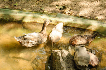 Wild ducks in a pond on a lake in a park in spring