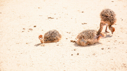 Beautiful young ostriches grazing in the zoo