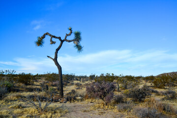 Landscape of stone desert in California, Joshua Tree - a giant yucca in Joshua Tree National Park