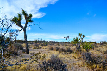 Fototapeta na wymiar Landscape of stone desert in California, Joshua Tree - a giant yucca in Joshua Tree National Park
