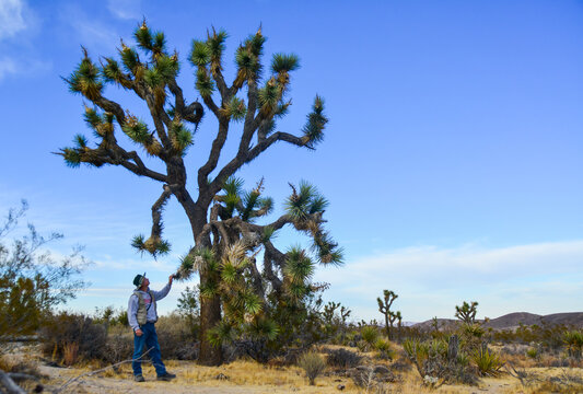 Landscape of stone desert in California, a tourist near the Joshua Tree - a giant yucca in Joshua Tree National Park