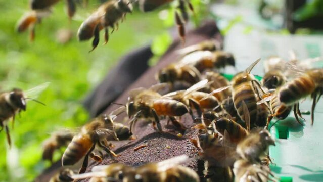 large number of bees flying around the hive in the spring field ,slow motion nature clip