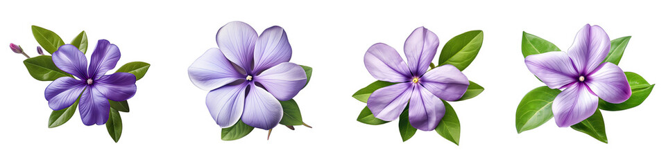 Vinca Hyperrealistic Highly Detailed Isolated On Transparent Background Png File