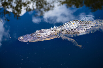 Alligator swimming 