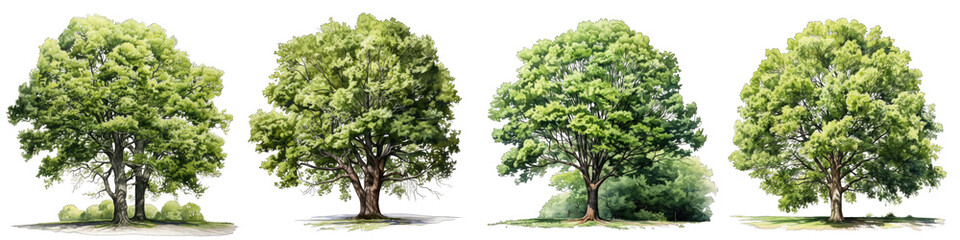 Fototapeta na wymiar watercolor of tree side view Hyperrealistic Highly Detailed Isolated On Transparent Background Png File