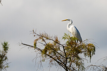 White egret on a tree