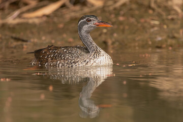 African finfoot - Podica senegalensis - floating in calm brown water on Gambia River with brown background. Picture from Janjabureh Province in the Gambia.