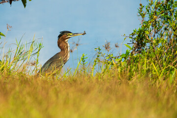 Green Heron