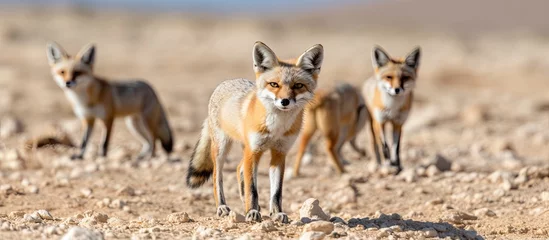 Foto op Plexiglas Vulpes rueppellii spotted during White Desert National Park tour. © TheWaterMeloonProjec
