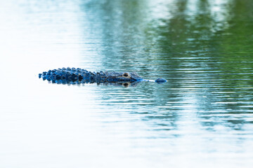 alligator in the water