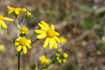 Background with wild yellow flowers