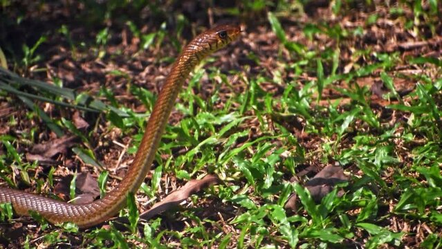 Closeup of a oriental rat snake, showcasing its details and gaze.