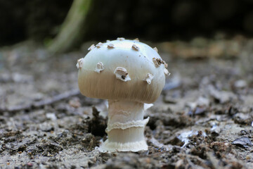 forest, nature, autumn, fungus, pale, grisette, mushroom, season, cap, closeup, natural, amanita,...
