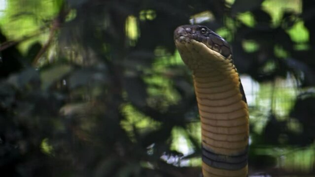 Closeup of king cobra hanging on a tree branch in the forest.
