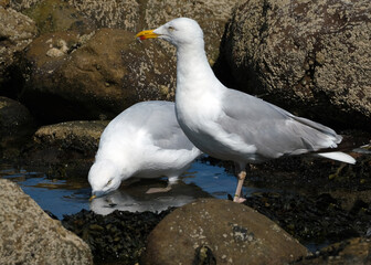 Gull washing feathers in a seaside rock pool at low tide.
