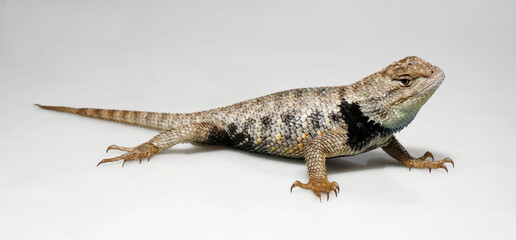 Wüsten-Stachelleguan // Desert Spiny Lizard (Sceloporus magister)