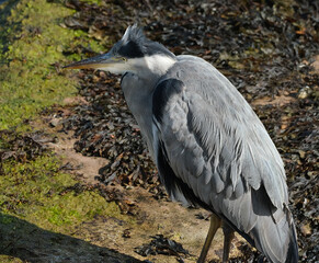 The grey heron is a long-legged wading bird of the heron family, Ardeidae, native throughout temperate Europe and Asia, and also parts of Africa.