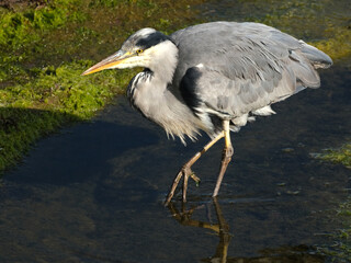 The grey heron is a long-legged wading bird of the heron family, Ardeidae, native throughout temperate Europe and Asia, and also parts of Africa.