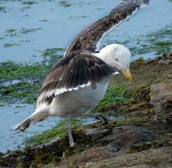 Gull washing feathers in a seaside rock pool at low tide.